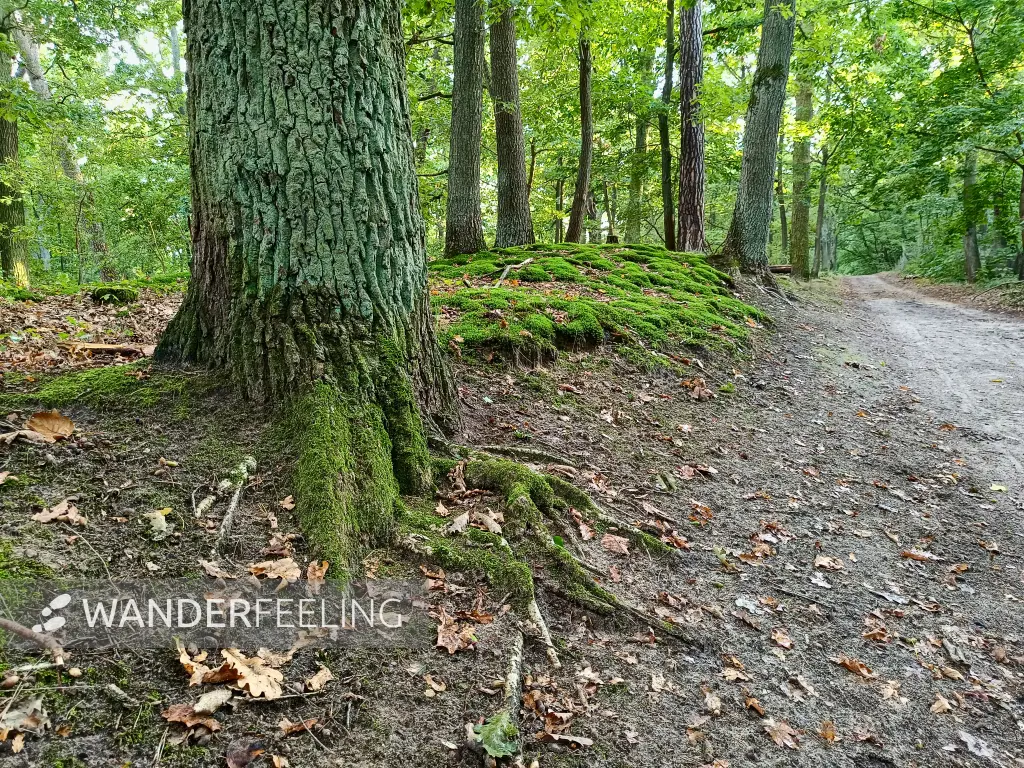 202509130-48 - Waldweg am Telegrafenberg, Potsdam, Brandenburg, Deutschland
