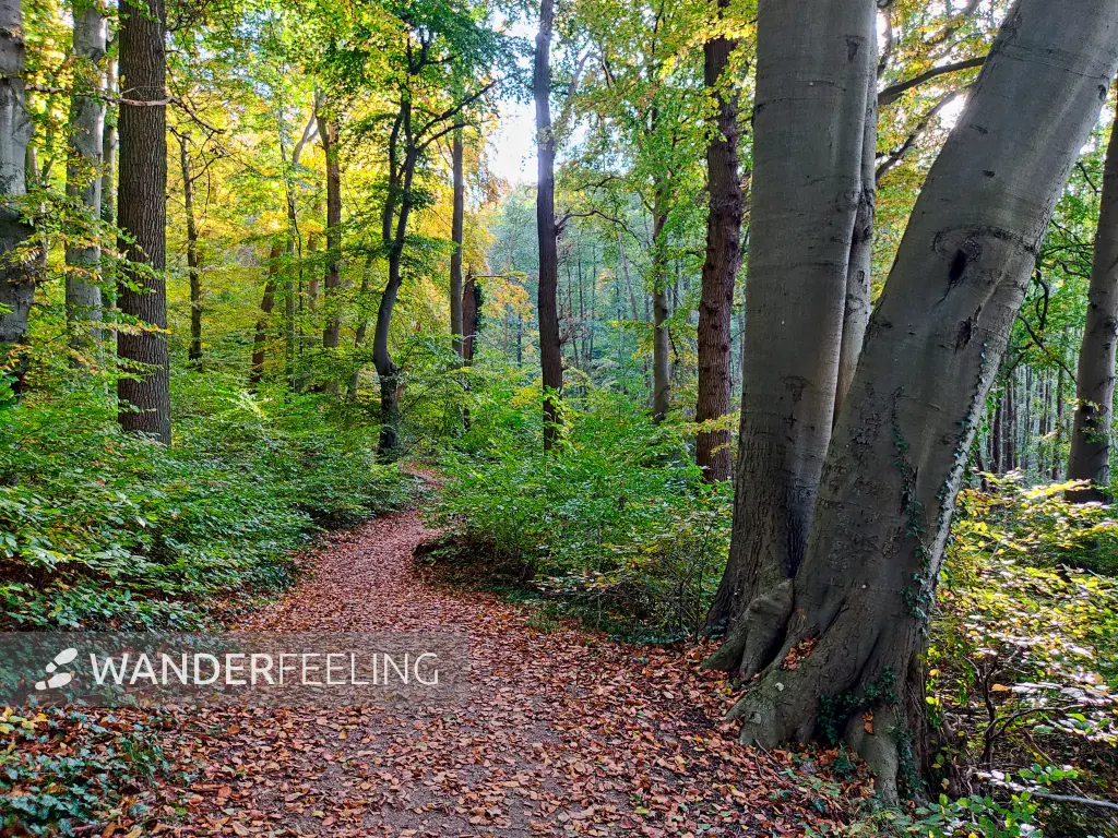 202310300-22 - Waldweg am Tiefwarensee bei Waren, Mecklenburgische Seenplatte, Mecklenburg-Vorpommern, Deutschland