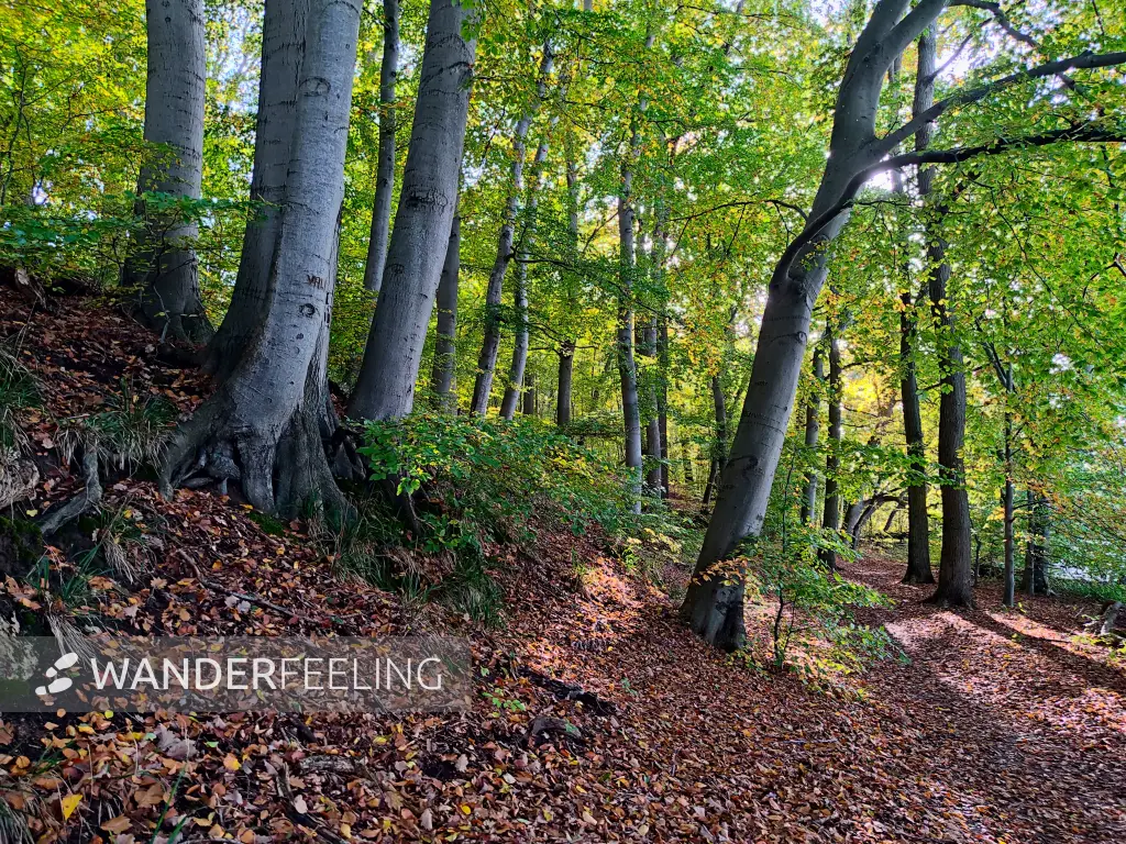202310300-23 - Waldweg am Tiefwarensee bei Waren, Mecklenburgische Seenplatte, Mecklenburg-Vorpommern, Deutschland