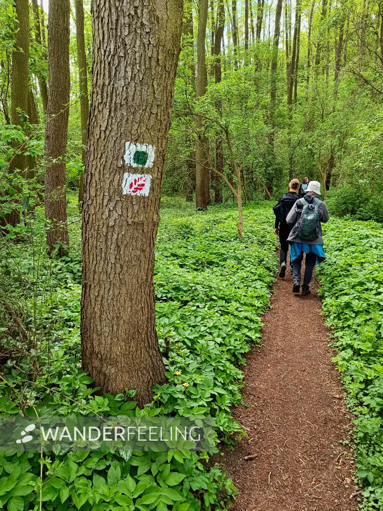 202605090-16 - Waldweg am Wolletzsee, Uckermark, Brandenburg, Deutschland