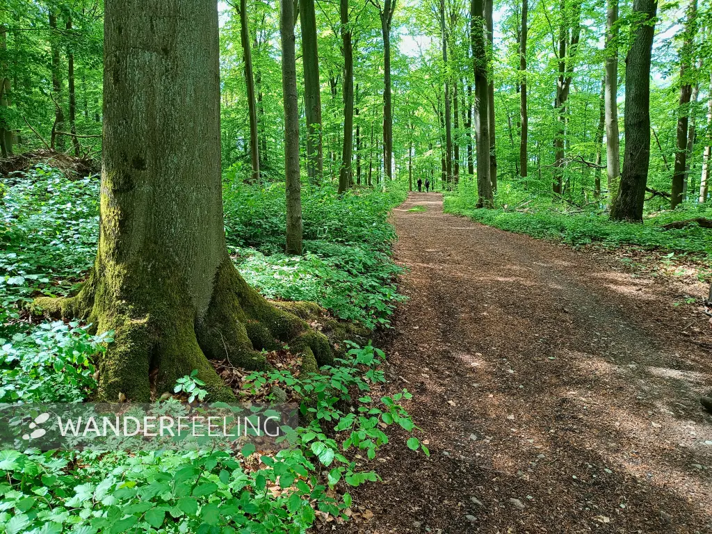 202605090-21 - Waldweg am Wolletzsee, Uckermark, Brandenburg, Deutschland