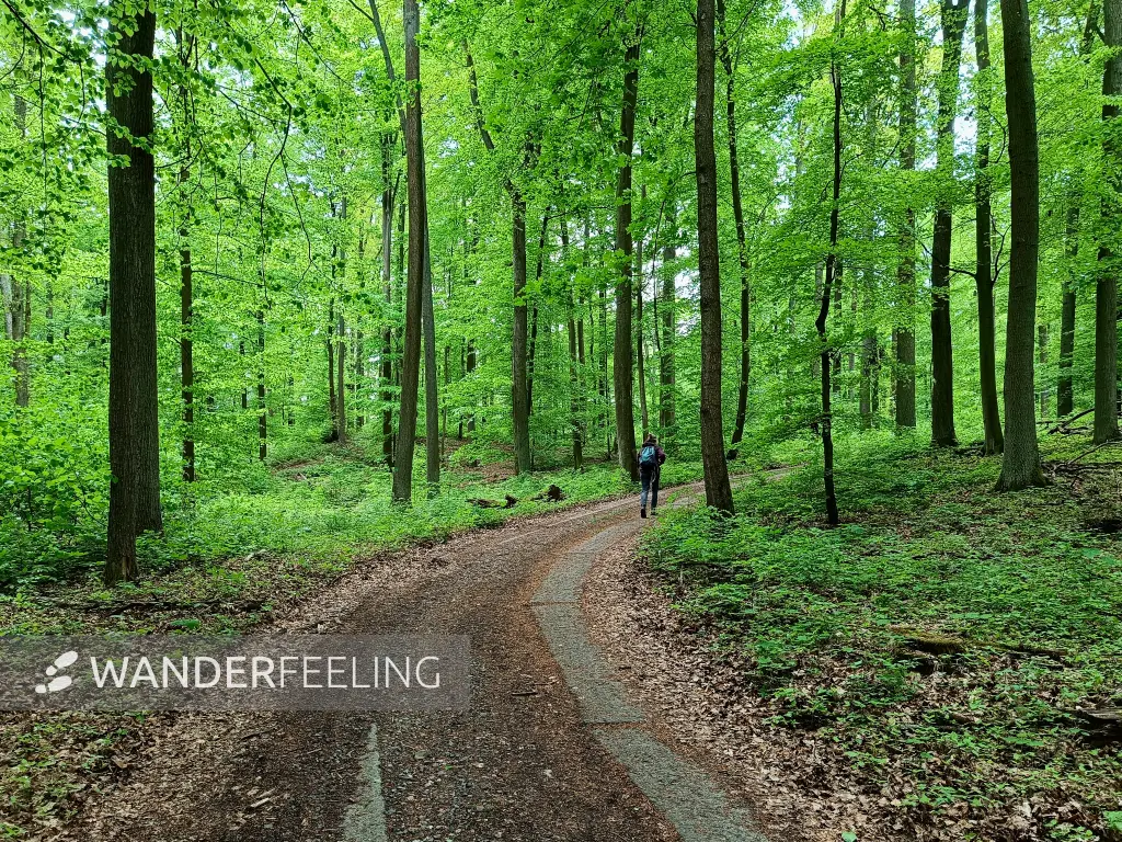 202605090-22 - Waldweg am Wolletzsee, Uckermark, Brandenburg, Deutschland