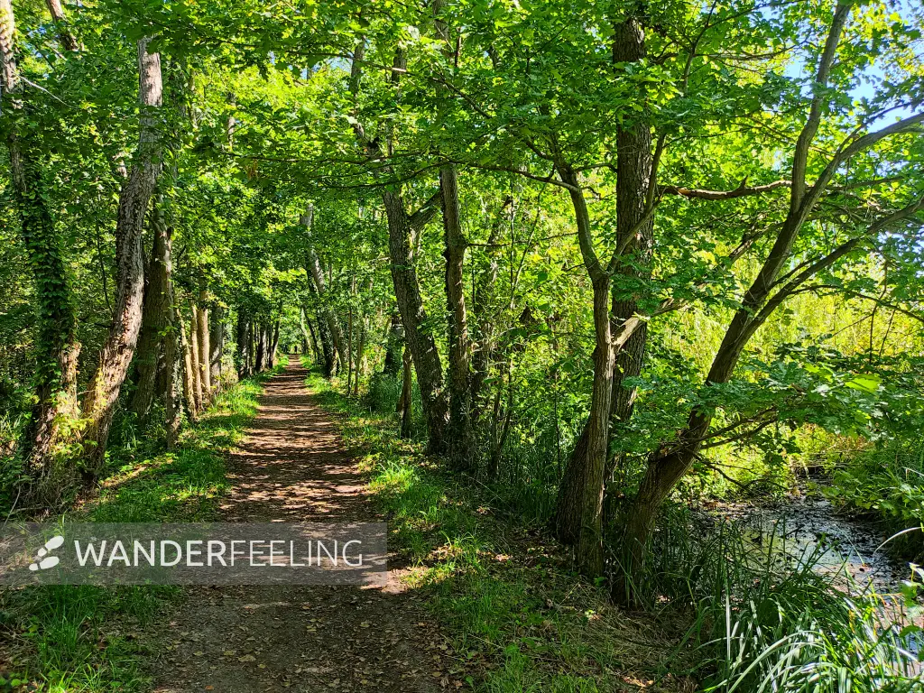 202309040-13 - Waldweg am Wutzsee bei Lindow, Ruppiner Seenland, Brandenburg, Deutschland