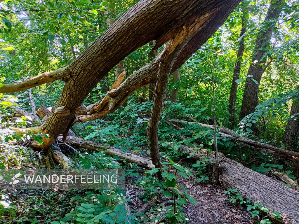 202309040-16 - Waldweg am Wutzsee bei Lindow, Ruppiner Seenland, Brandenburg, Deutschland