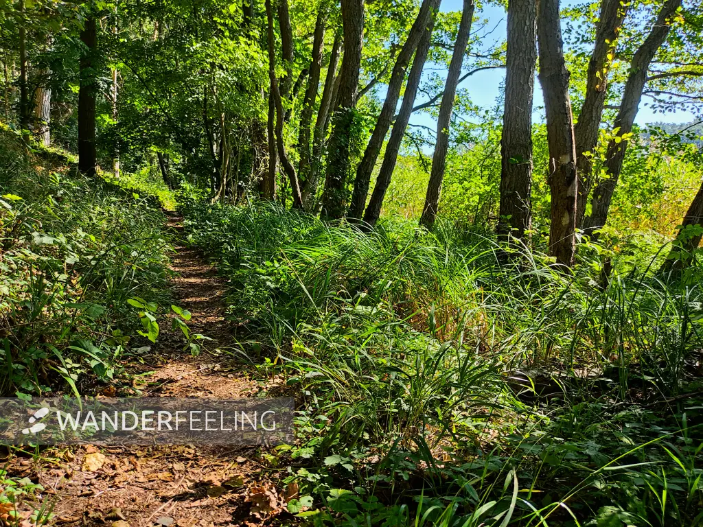 202309040-19 - Waldweg am Wutzsee bei Lindow, Ruppiner Seenland, Brandenburg, Deutschland