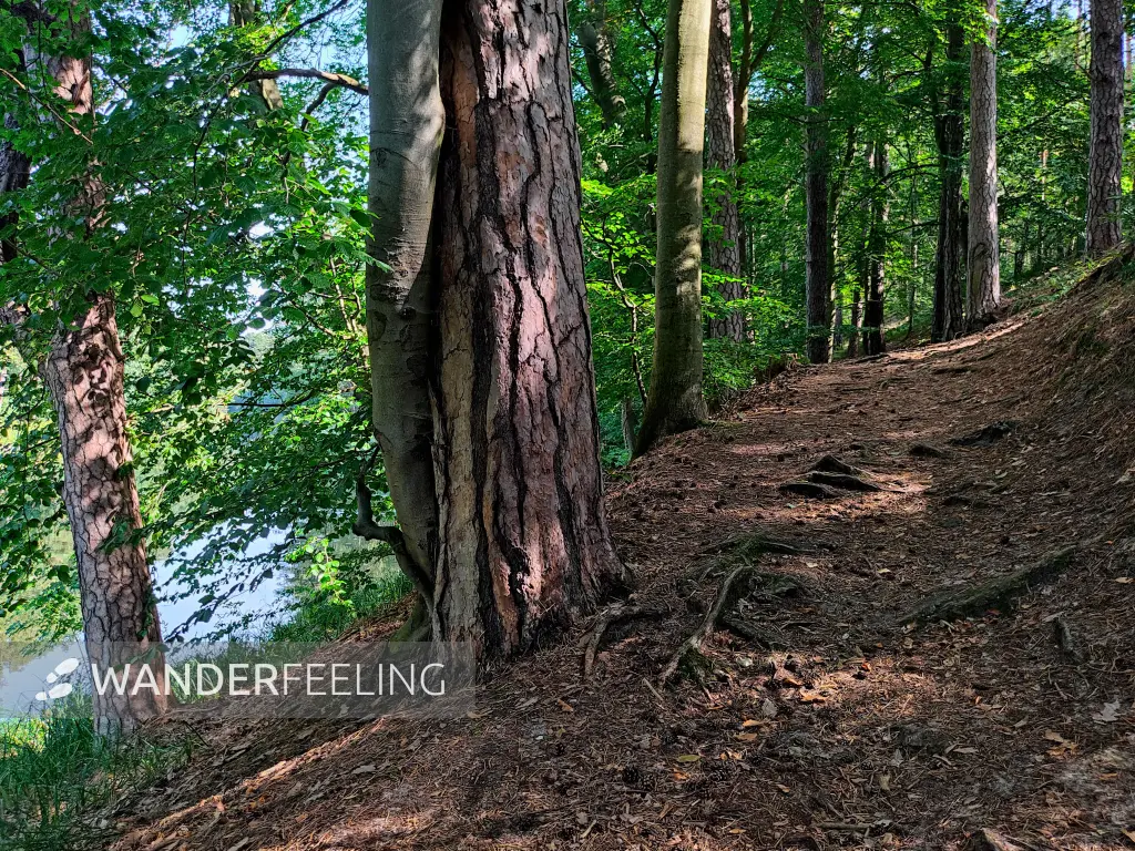 202309110-06 - Waldweg an der Steinhavel bei Fürstenberg, Ruppiner Seenland, Brandenburg, Deutschland