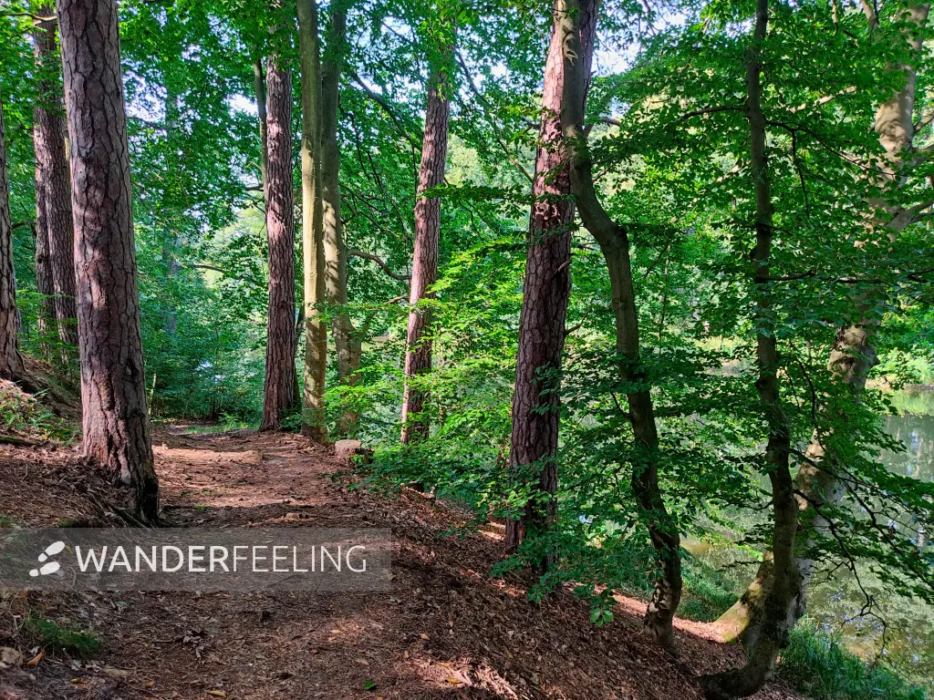 202309110-07 - Waldweg an der Steinhavel bei Fürstenberg, Ruppiner Seenland, Brandenburg, Deutschland
