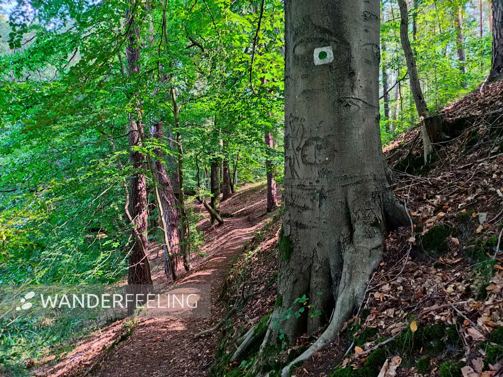 202309110-08 - Waldweg an der Steinhavel bei Fürstenberg, Ruppiner Seenland, Brandenburg, Deutschland