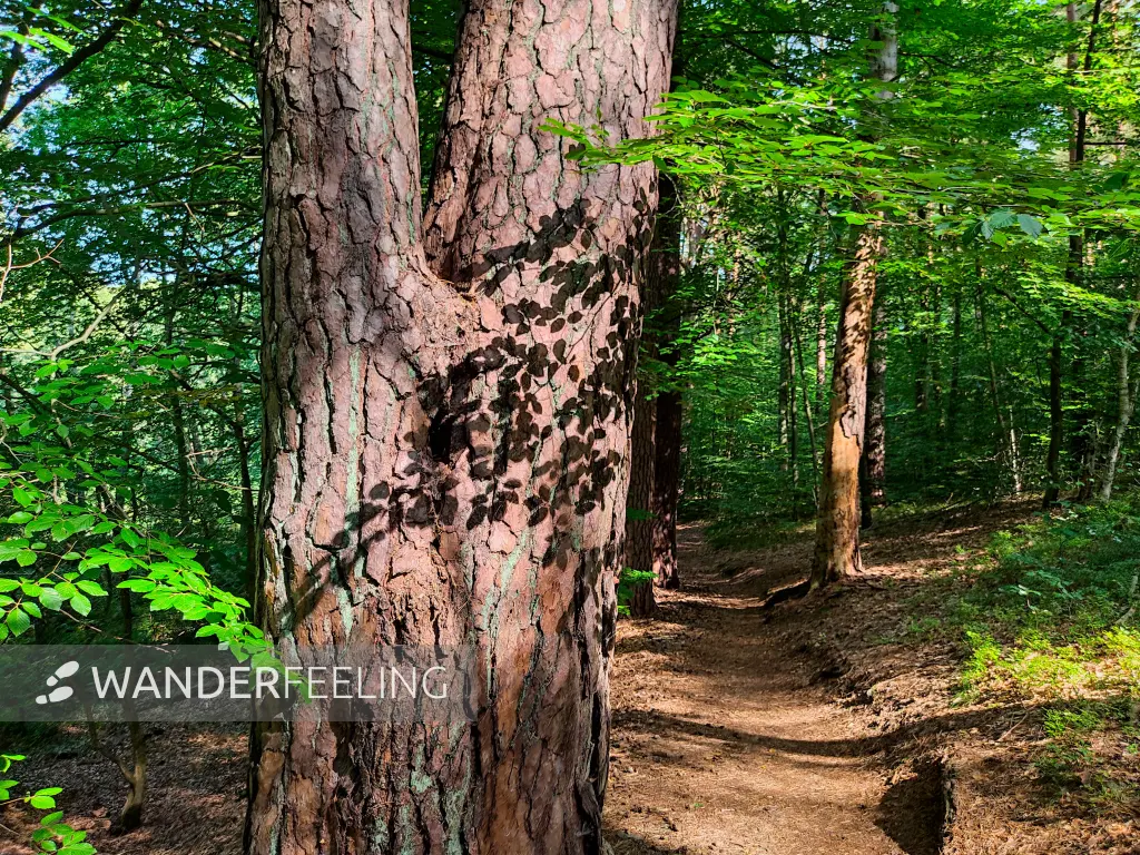 202309110-09 - Waldweg an der Steinhavel bei Fürstenberg, Ruppiner Seenland, Brandenburg, Deutschland