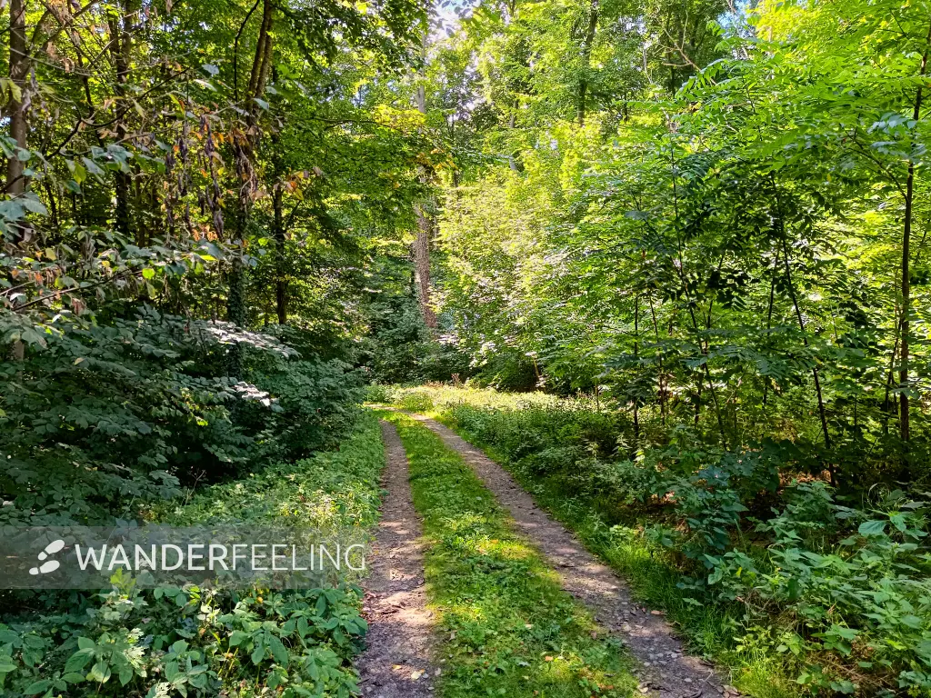 202508260-15 - Waldweg auf der Insel Werder bei Alt Schwerin, Mecklenburgische Seenplatte, Mecklenburg-Vorpommern, Deutschland