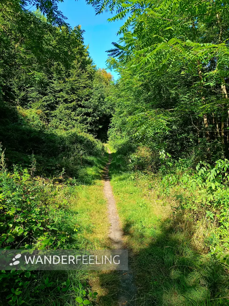 202508260-27 - Waldweg auf der Insel Werder bei Alt Schwerin, Mecklenburgische Seenplatte, Mecklenburg-Vorpommern, Deutschland
