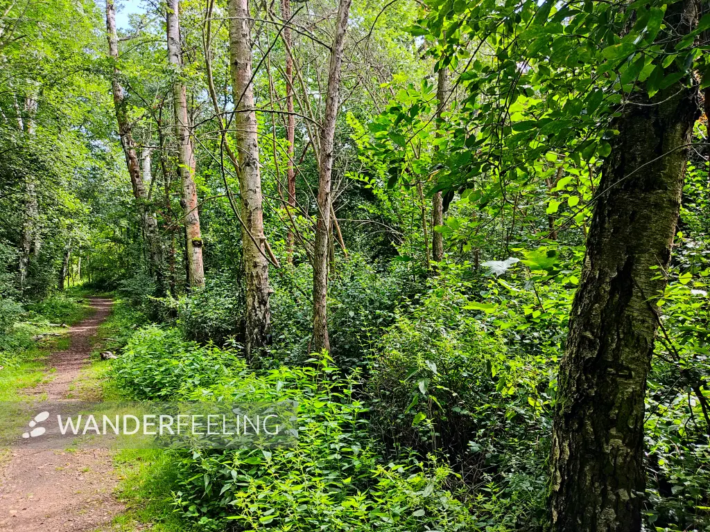 202308090-10 - Waldweg auf der Rabeninsel in Halle, Sachsen-Anhalt, Deutschland
