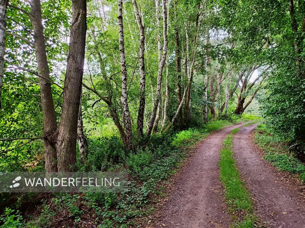 202308050-32 - Waldweg bei Bad Belzig, Fläming, Brandenburg, Deutschland