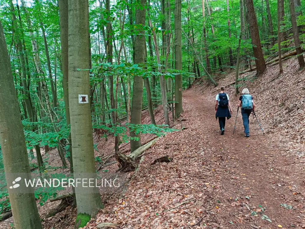 202609190-15 - Waldweg bei Bad Freienwalde, Seenland Oder-Spree, Brandenburg, Deutschland