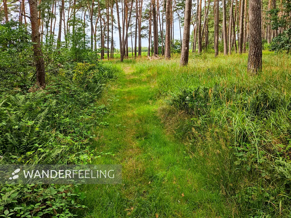 202308050-18 - Waldweg bei Bergholz, Fläming, Brandenburg, Deutschland