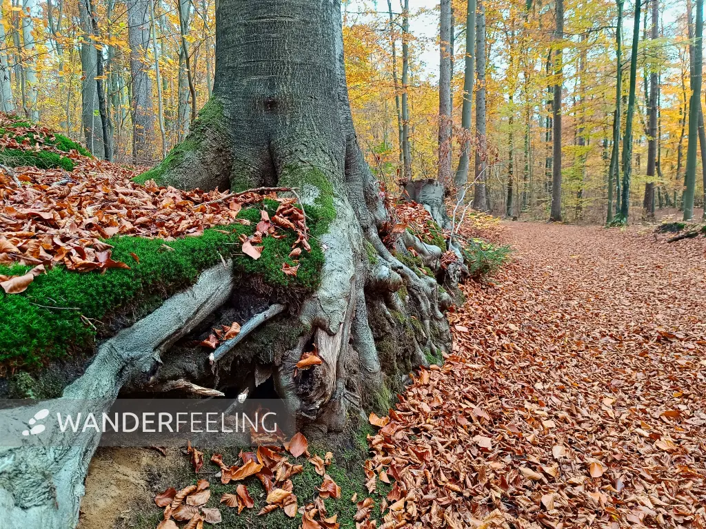 202511050-07 - Waldweg bei Blankenberg, Mecklenburgische Seenplatte, Mecklenburg-Vorpommern, Deutschland