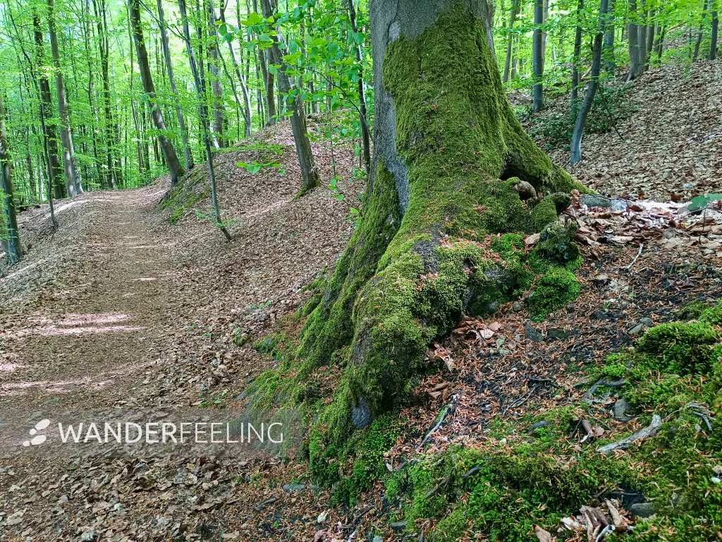 202604260-27 - Waldweg bei Blankenstein, Ruhrgebiet, Nordrhein-Westfalen, Deutschland
