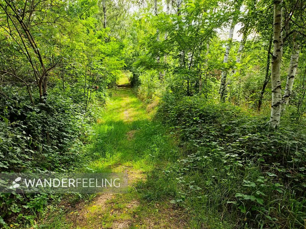 202308050-28 - Waldweg bei Borne, Fläming, Brandenburg, Deutschland