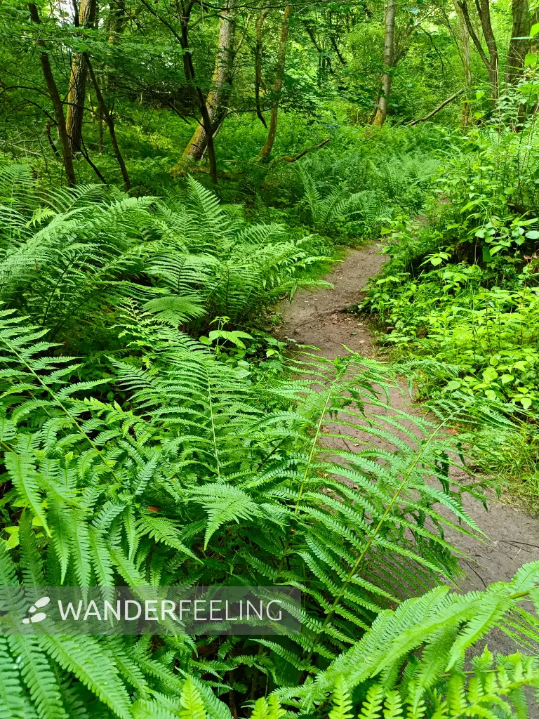 202606090-11 - Waldweg bei Carwitz, Mecklenburgische Seenplatte, Mecklenburg-Vorpommern, Deutschland