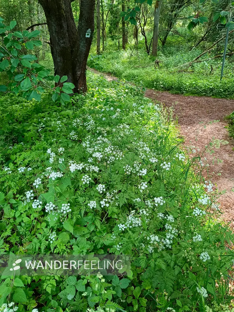 202606090-15 - Waldweg bei Carwitz, Mecklenburgische Seenplatte, Mecklenburg-Vorpommern, Deutschland