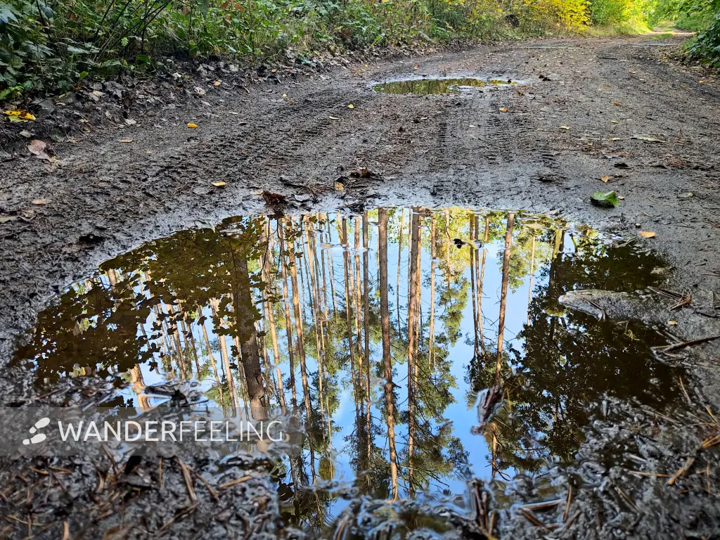 202310250-21 - Waldweg bei Emstal, Fläming, Brandenburg, Deutschland