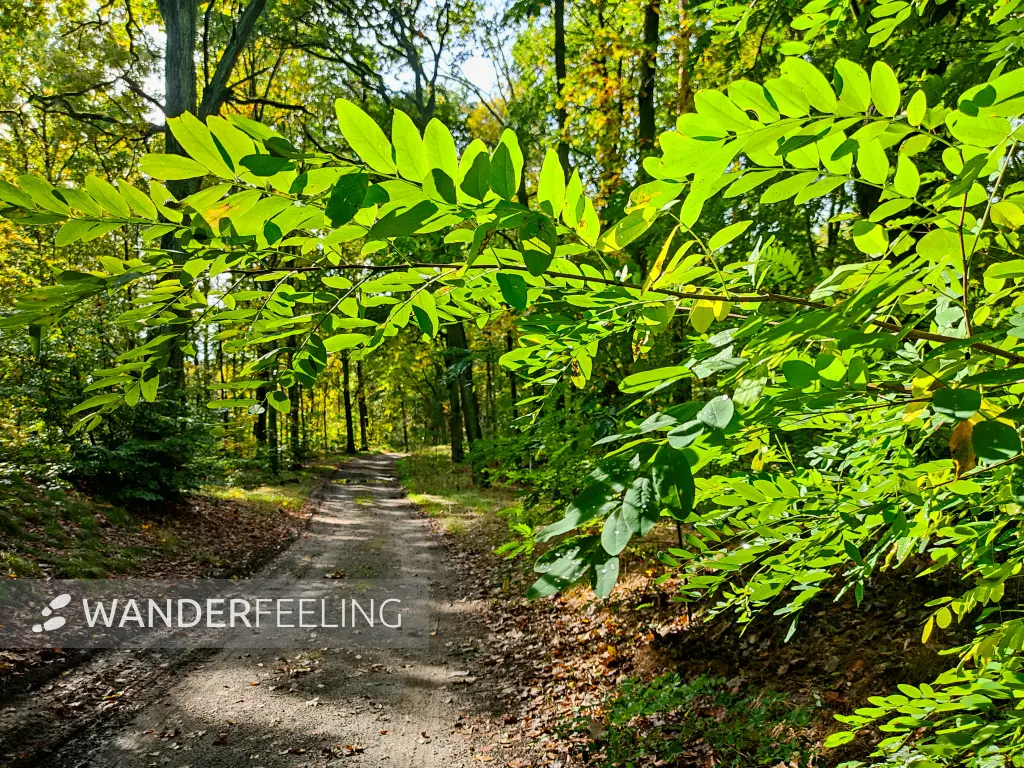 202310250-24 - Waldweg bei Emstal, Fläming, Brandenburg, Deutschland