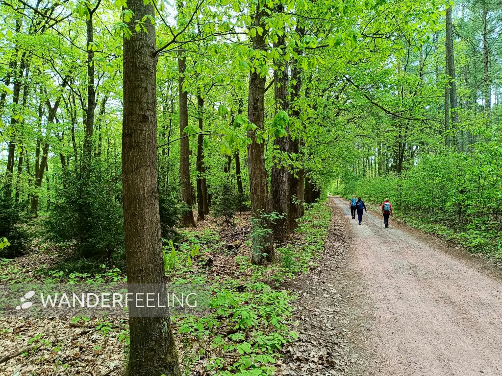 202505080-15 - Waldweg bei Frohnsdorf, Fläming, Brandenburg, Deutschland