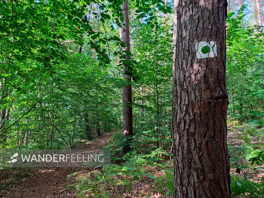 202309110-04 - Waldweg bei Fürstenberg, Ruppiner Seenland, Brandenburg, Deutschland