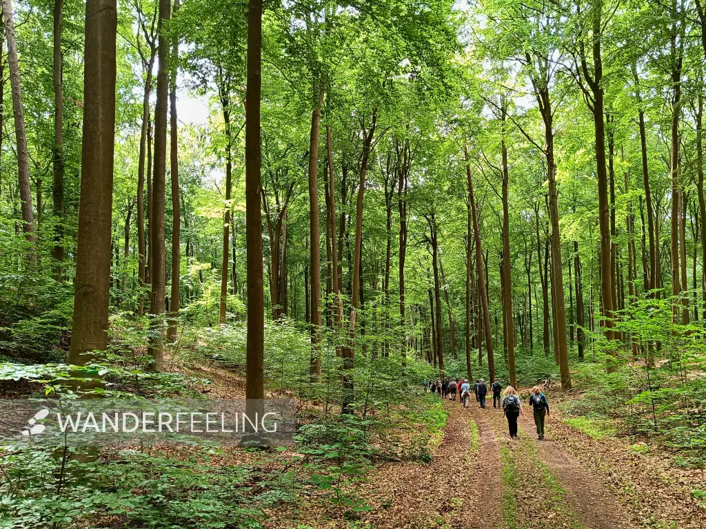 202606130-04 - Waldweg bei Golzow, Barnim, Brandenburg, Deutschland