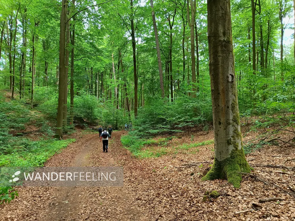 202606130-05 - Waldweg bei Golzow, Barnim, Brandenburg, Deutschland