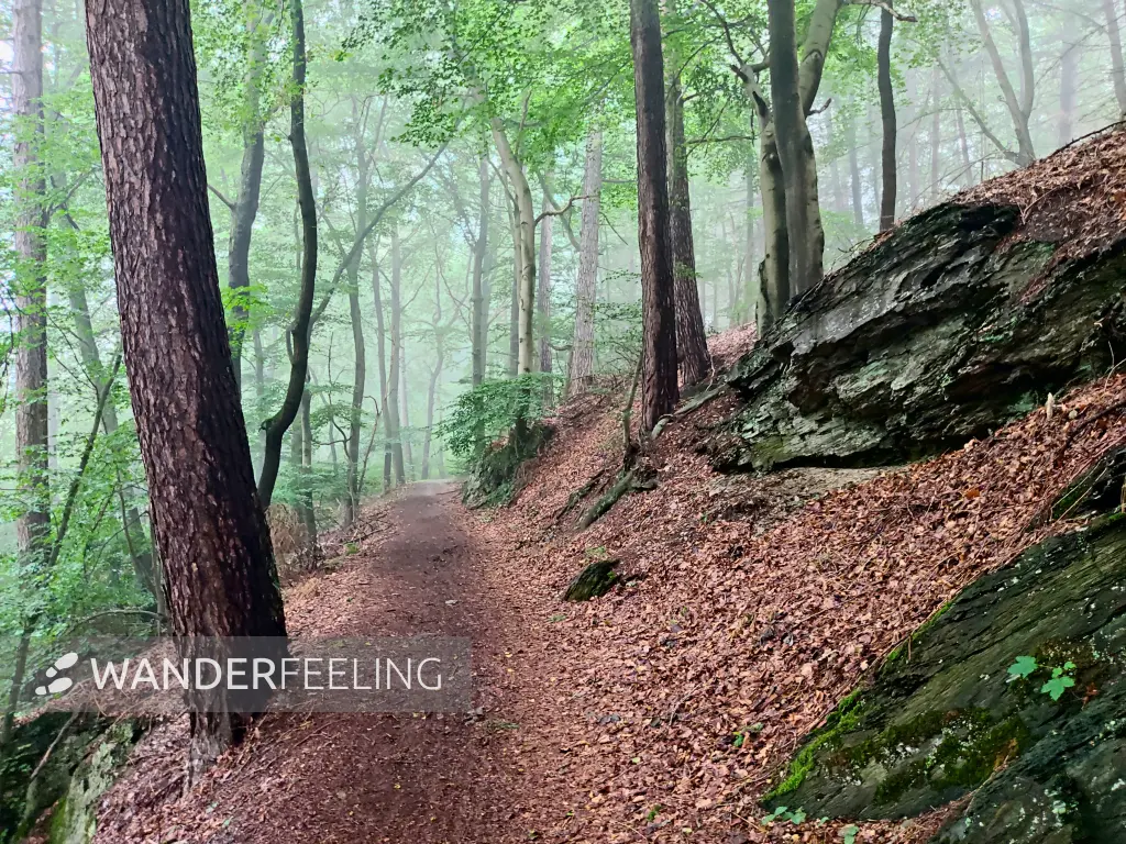 202308170-20 - Waldweg bei Goslar, Harz, Niedersachsen, Deutschland