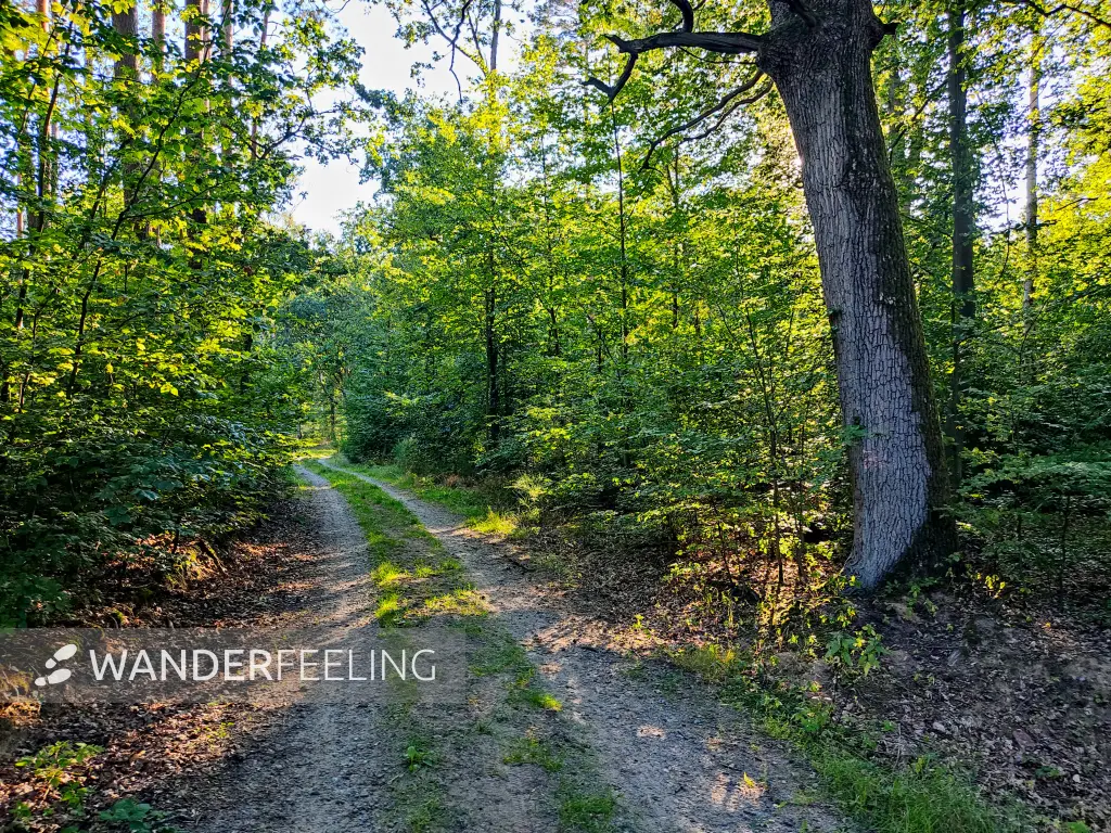 202309040-40 - Waldweg bei Gransee, Ruppiner Seenland, Brandenburg, Deutschland