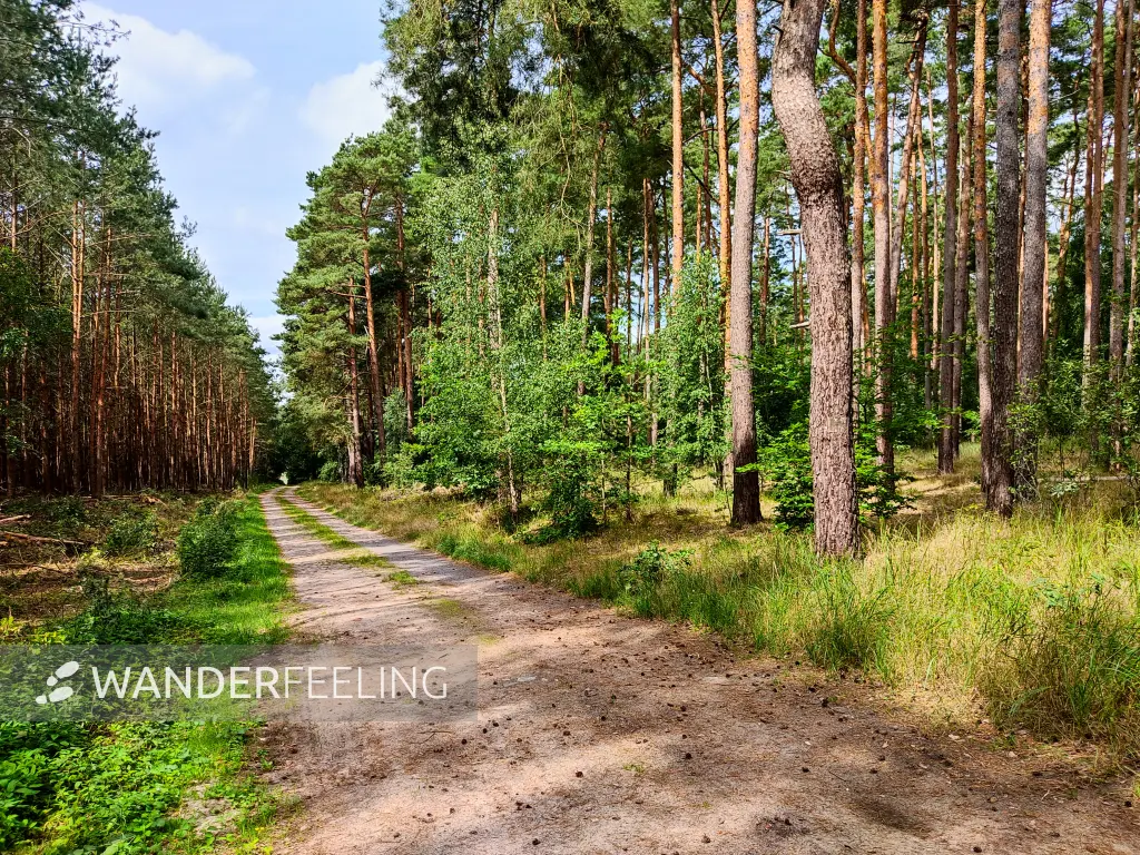 202308050-03 - Waldweg bei Grubo, Fläming, Brandenburg, Deutschland