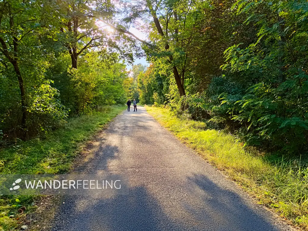 202510030-24 - Waldweg bei Hennigsdorf, Barnimer Land, Brandenburg, Deutschland
