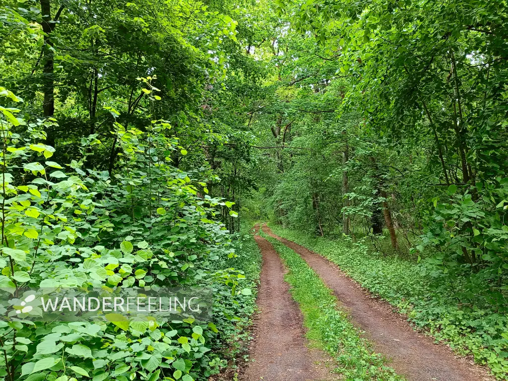 202505170-17 - Waldweg bei Klein Schauen, Seenland Oder-Spree, Brandenburg, Deutschland