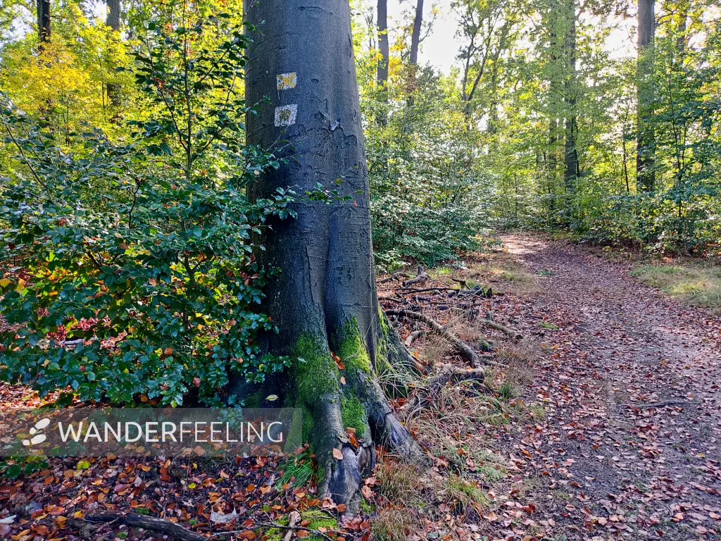 202310250-12 - Waldweg bei Kloster Lehnin, Fläming, Brandenburg, Deutschland