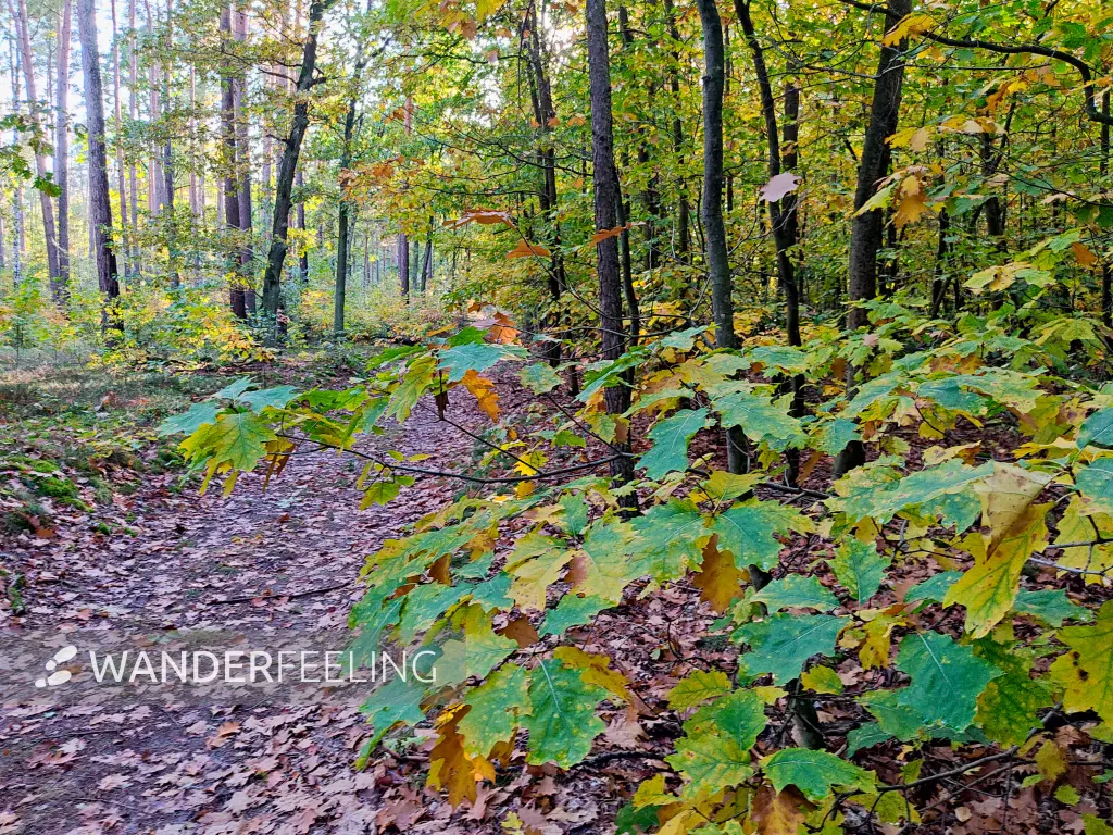 202310250-42 - Waldweg bei Kloster Lehnin, Fläming, Brandenburg, Deutschland
