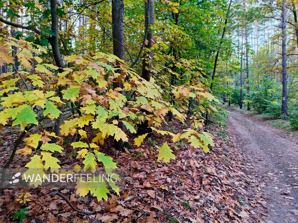 202310250-48 - Waldweg bei Kloster Lehnin, Fläming, Brandenburg, Deutschland