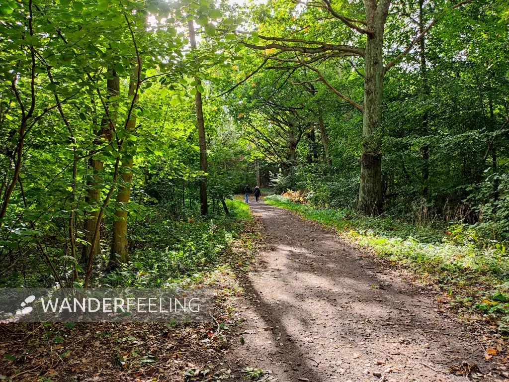 202310170-36 - Waldweg bei Koserow, Usedom, Mecklenburg-Vorpommern, Deutschland