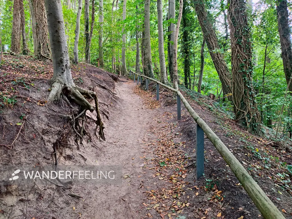 202310170-45 - Waldweg bei Koserow, Usedom, Mecklenburg-Vorpommern, Deutschland