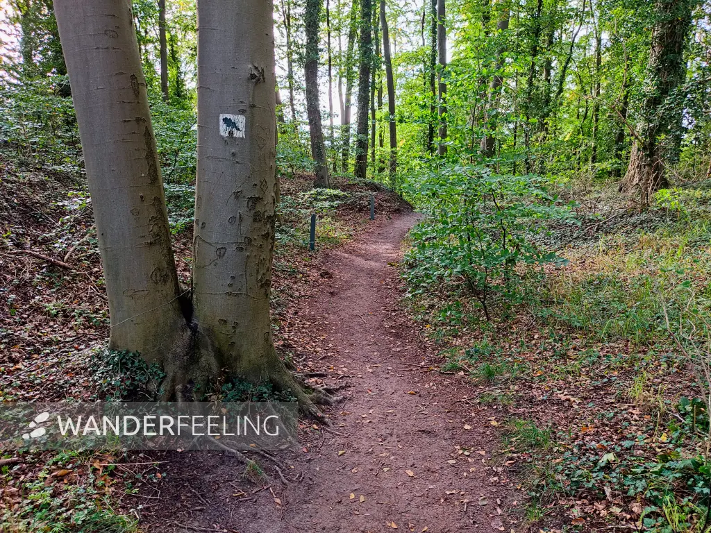 202310170-52 - Waldweg bei Koserow, Usedom, Mecklenburg-Vorpommern, Deutschland