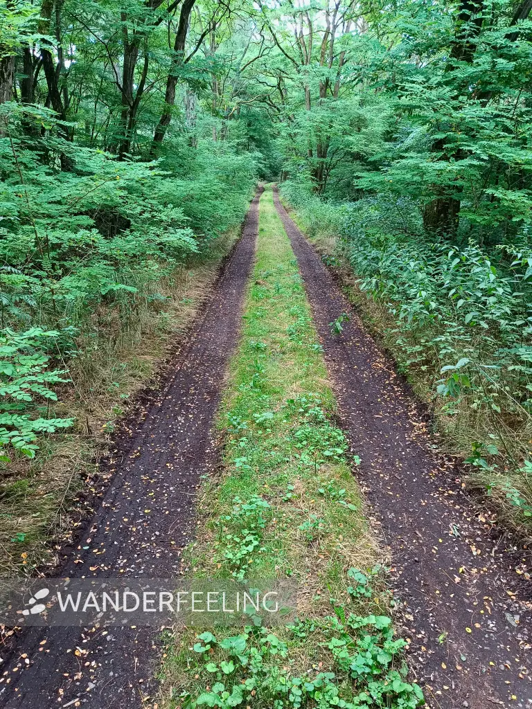 202607210-16 - Waldweg bei Kotzen, Havelland, Brandenburg, Deutschland