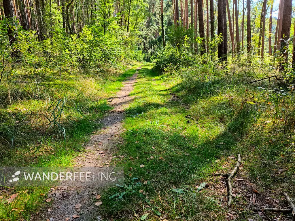 202309160-20 - Waldweg bei Limsdorf, Seenland Oder-Spree, Brandenburg, Deutschland