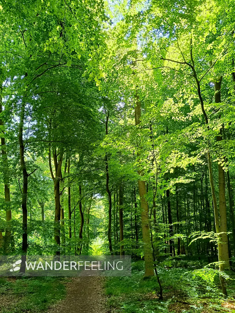 202506170-04 - Waldweg bei Lübstorf, Mecklenburgische Seenplatte, Mecklenburg-Vorpommern, Deutschland