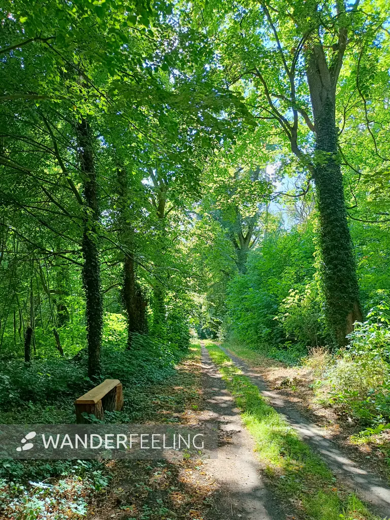 202607210-11 - Waldweg bei Nennhausen, Havelland, Brandenburg, Deutschland