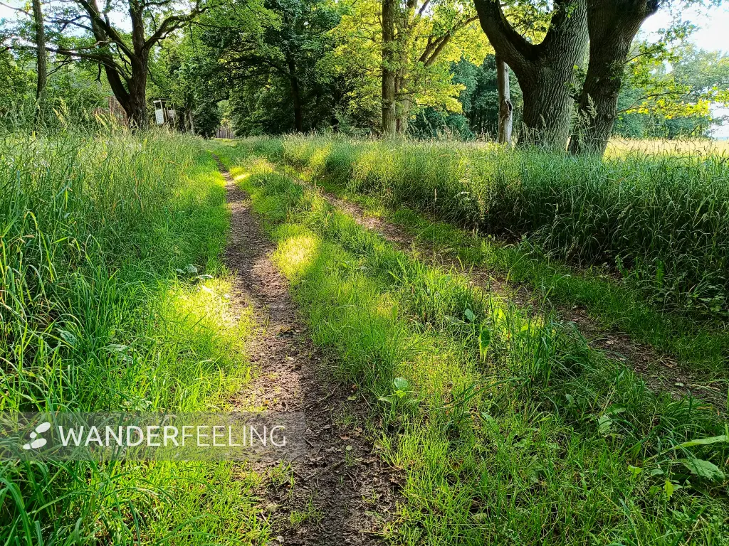 202406190-54 - Waldweg bei Plattenburg, Prignitz, Brandenburg, Deutschland