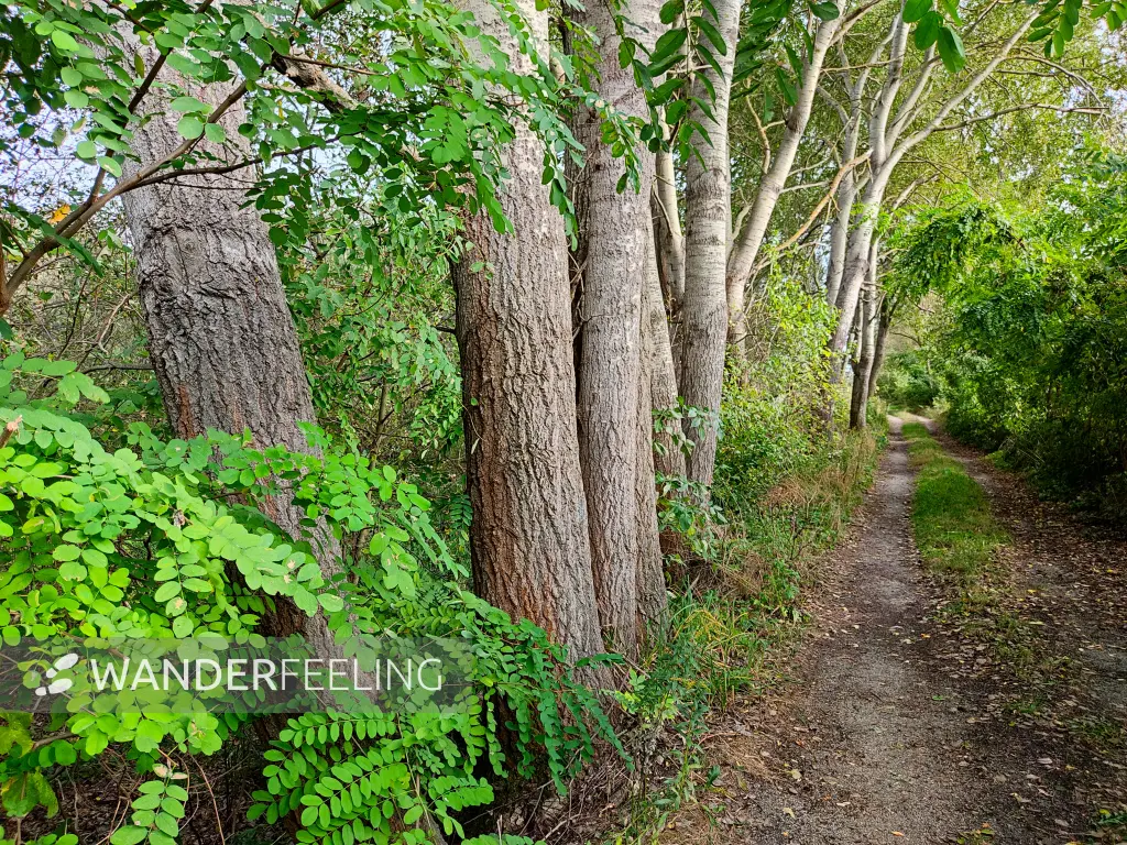 202310060-32 - Waldweg bei Raddusch, Spreewald, Brandenburg, DeutschandSpr