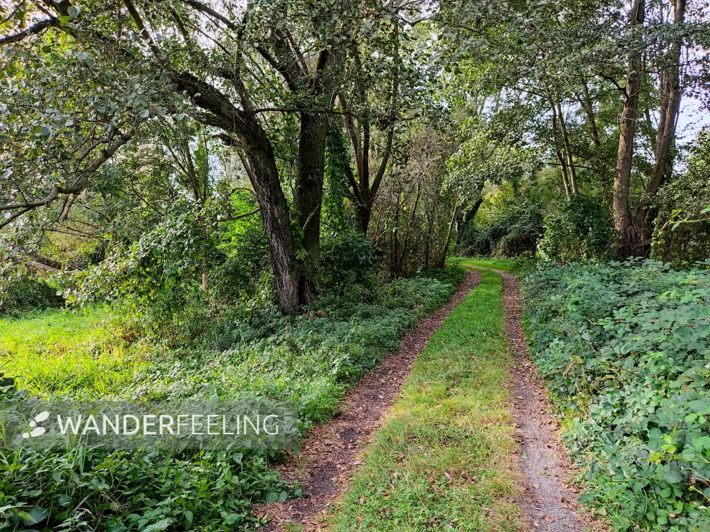 202310060-33 - Waldweg bei Raddusch, Spreewald, Brandenburg, DeutschandSpr