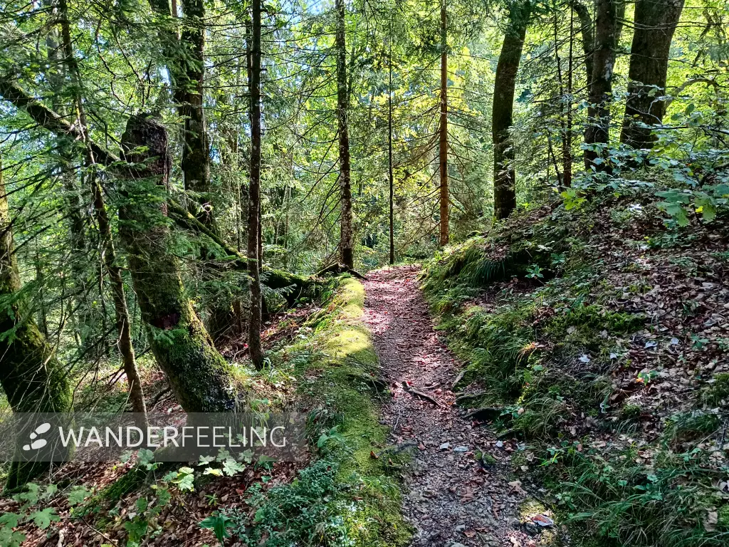 202409191-15 - Waldweg bei Reit im Winkl, Chiemgau, Bayern, Deutschland