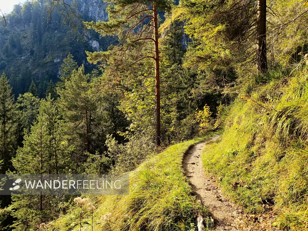 202409191-26 - Waldweg bei Reit im Winkl, Chiemgau, Bayern, Deutschland